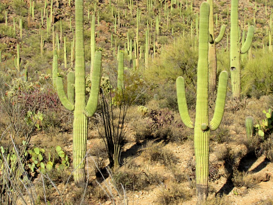 Saguaro NP in Arizona photo