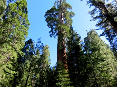 Sequoia NP in CA