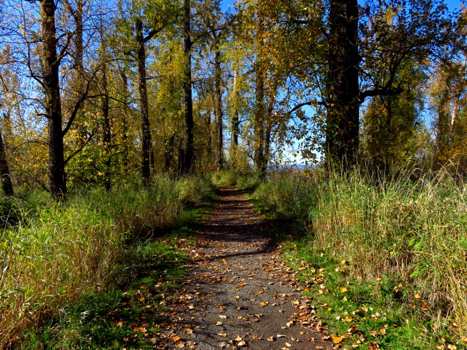 Autumn at Steigerwald Lake NWR in WA