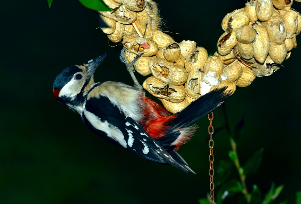 Great Spotted Woodpecker  (Dendrocopos major)