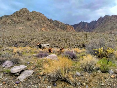 WINNER: Horsethief Springs Allotment, Needles Field Office