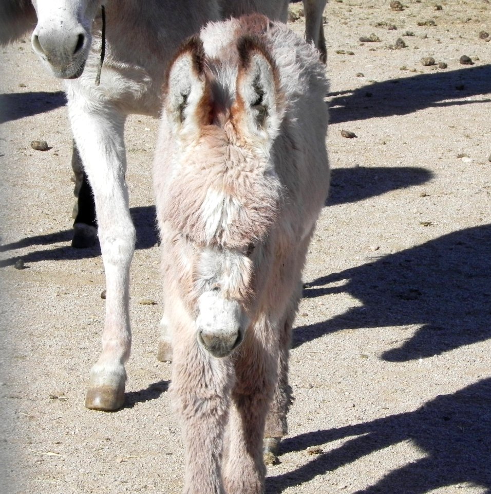 Ridgecrest Corrals