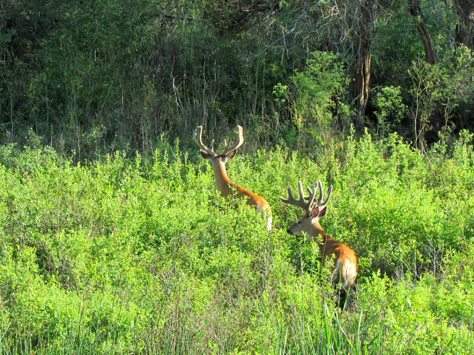 Deer at National Bison Range in MT