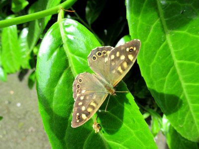 16/5/2017, 136/365, Speckled Wood IMG 7140