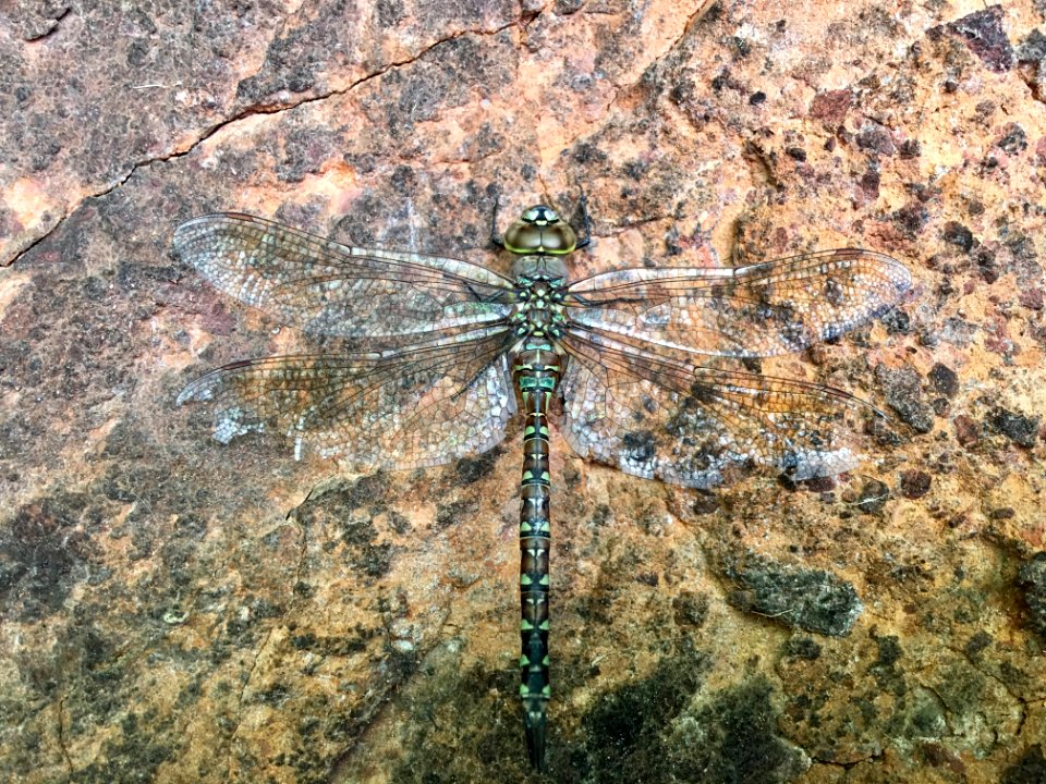 Paddle Tailed Darner in Eagle Lake Field Office