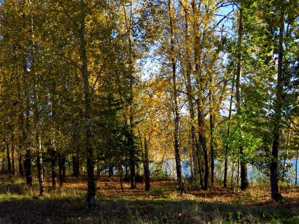 Autumn at Steigerwald Lake NWR in WA