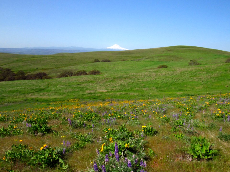 Wildflowers and Mt. Hood at Dalles Mt. Ranch in WA