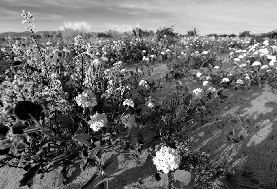 Mojave Trails National Monument