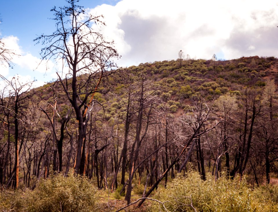 Knoxville Recreation Area - Burned Area Near North Trailhead