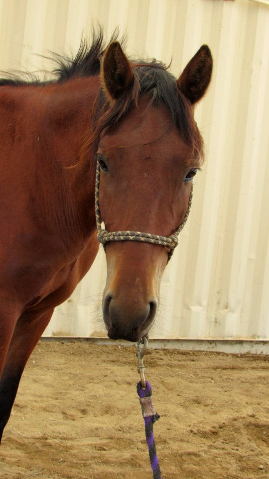 Denali face