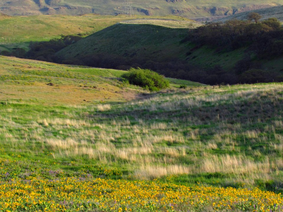 Wildflowers at Dalles Mt. Ranch in WA