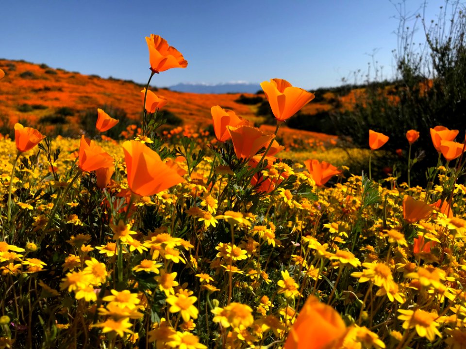 (1st Place) Super Bloom, Steele Peak Palm Springs Field Office
