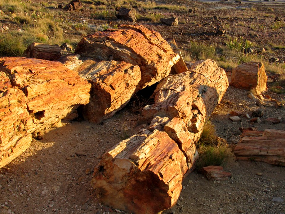 Crystal Forest at Petrified Forest NP in Arizona