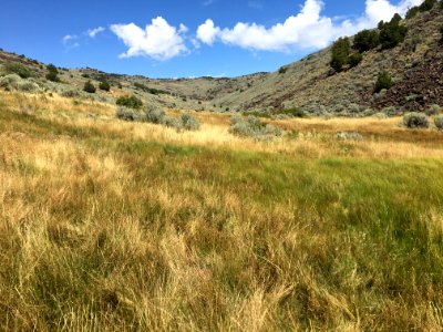 Horse Canyon, horses in background, Ridgecrest Field Office