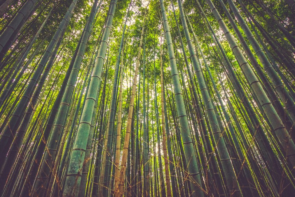 Nature natural green