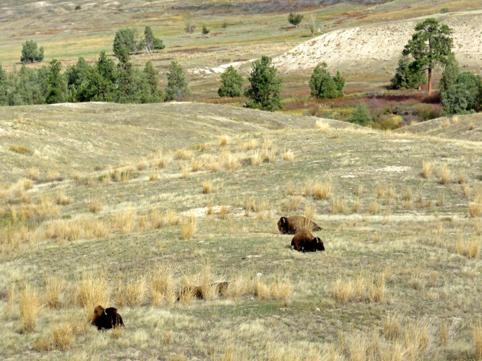 National Bison Range in Montana