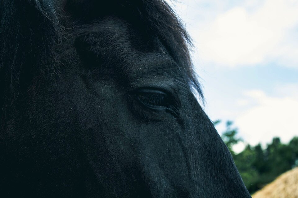 Pet portrait dark eye