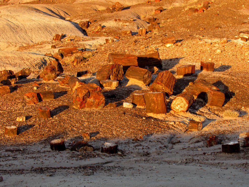 Crystal Forest at Petrified Forest NP in Arizona