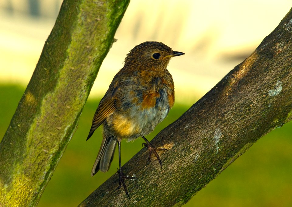 Juvenile Robin (Erithacus rubecula)