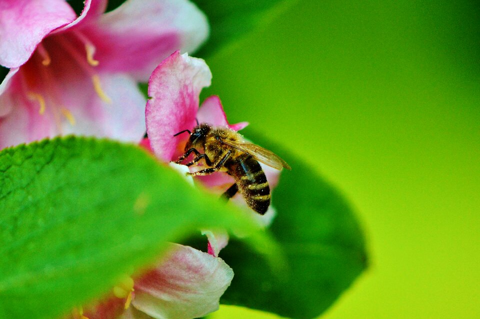 Plant close up pollen