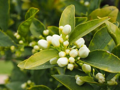 Leaves foliage orange tree photo