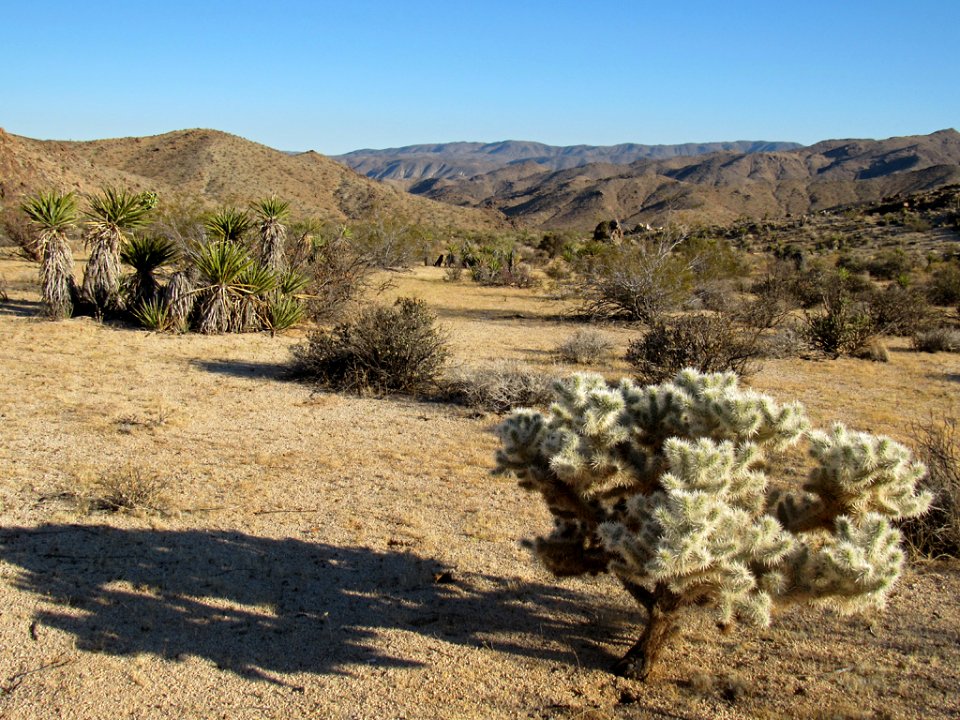 Joshua Tree NP in California