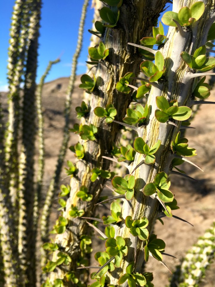 Ocotillo in El Centro Field Office