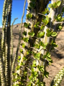 Ocotillo in El Centro Field Office