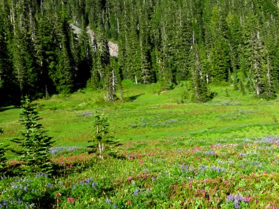 Wildflowers at Mt. Rainier NP in WA photo