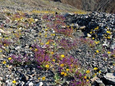 Wildflower Super Bloom at Death Valley NP in CA