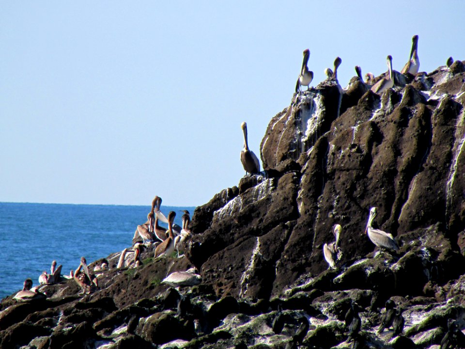 Seabirds at Yaquina Head in OR