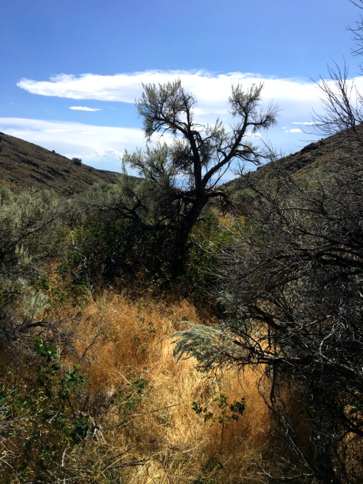 Basin Big Sagebrush, Horse Canyon, Ridgecrest Field Office