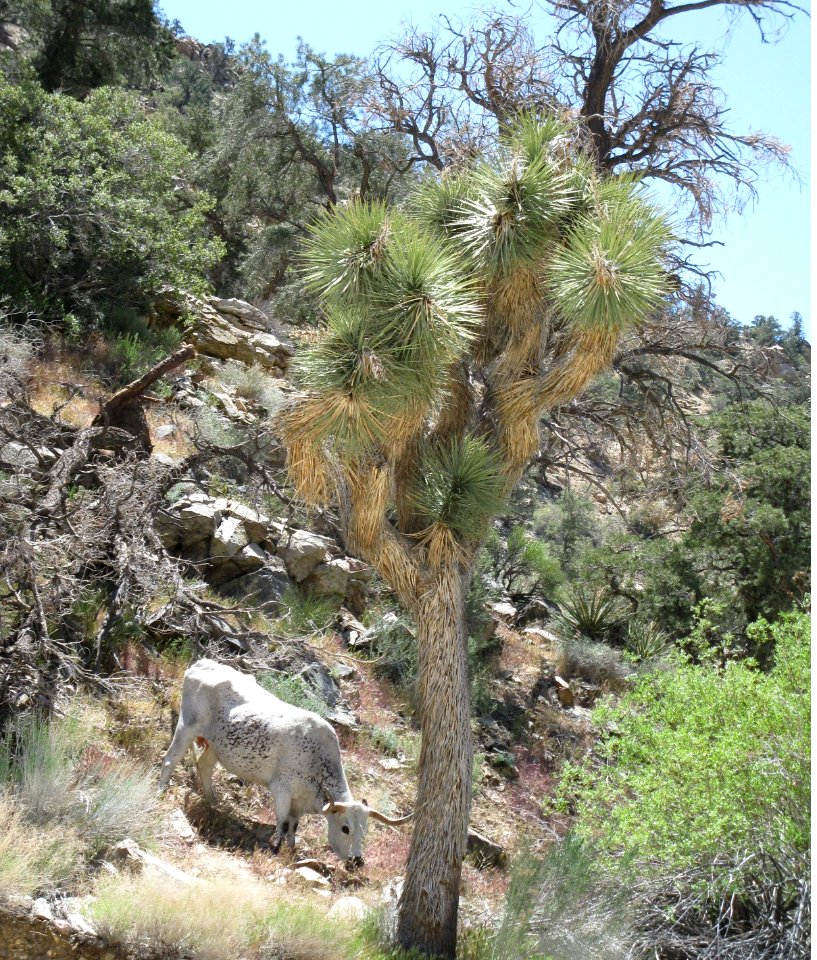 Rattlesnake Canyon in Barstow Field Office