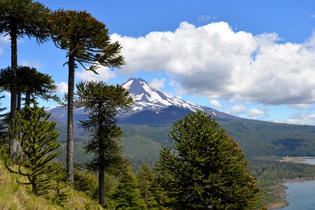 Clouds trees araucaria araucana