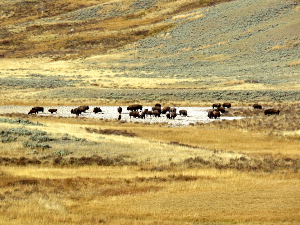 Bison at Yellowstone NP in Wyoming