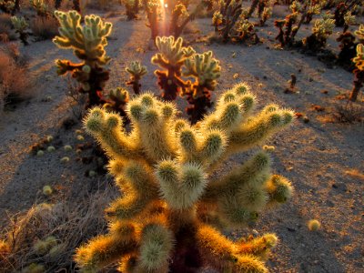 Sunrise at Cholla Cactus Garden at Joshua Tree NP in California photo