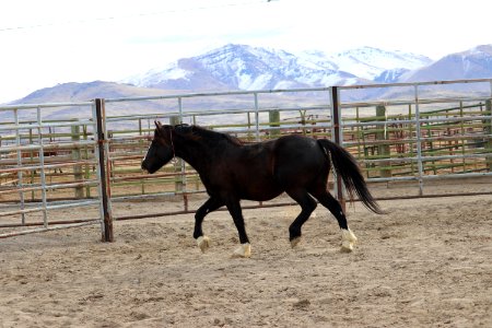 8485  5 year old gelding (5)