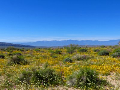 Cottonwood Spring with Wildflowers at Joshua Tree NP in CA photo