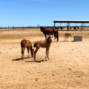 Wild Horse and Burro Facility, Ridgecrest Field Office