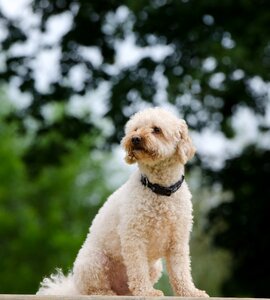 Small poodle portrait bokeh