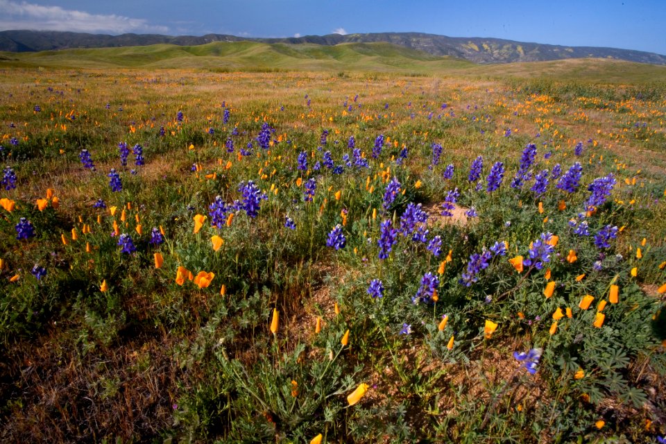 Carrizo Plain National Monument