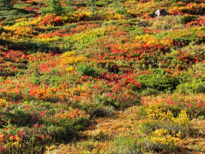 Autumn at Skyline Trail at Mt. Rainier NP in WA