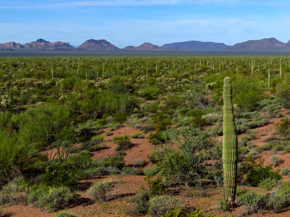 Organ Pipe Cactus NM in AZ