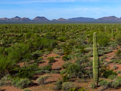 Organ Pipe Cactus NM in AZ photo