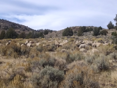 WINNER: Herd Migration, Applegate Field Office
