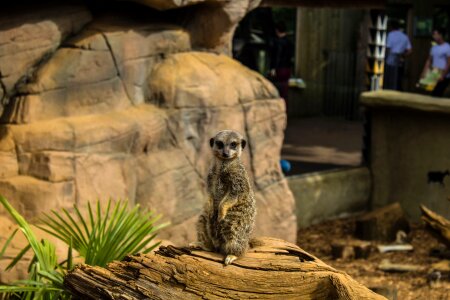 Meerkat zoo pet