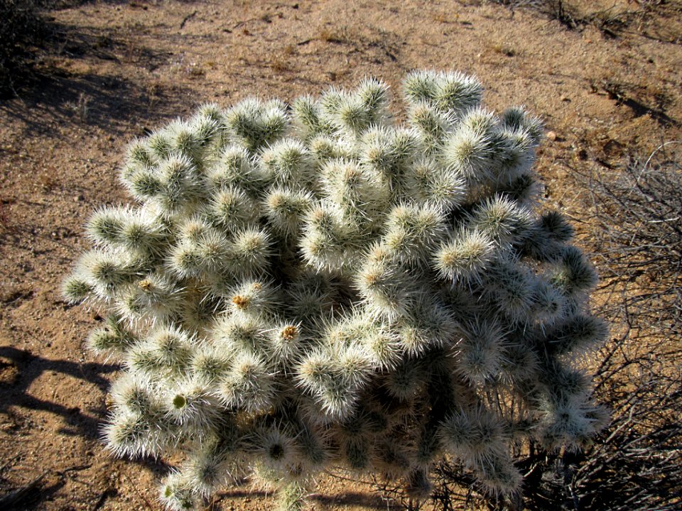 Joshua Tree NP in California
