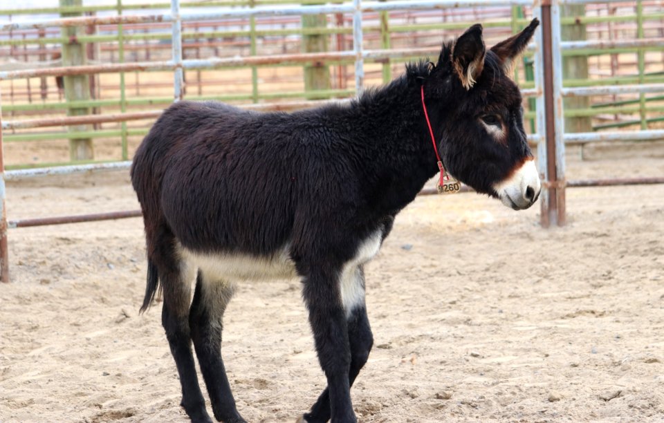 5260  2 Year Old Brown Gelded Jack (4)