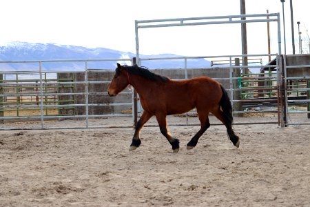 8471  4 Year old Gelding (3)
