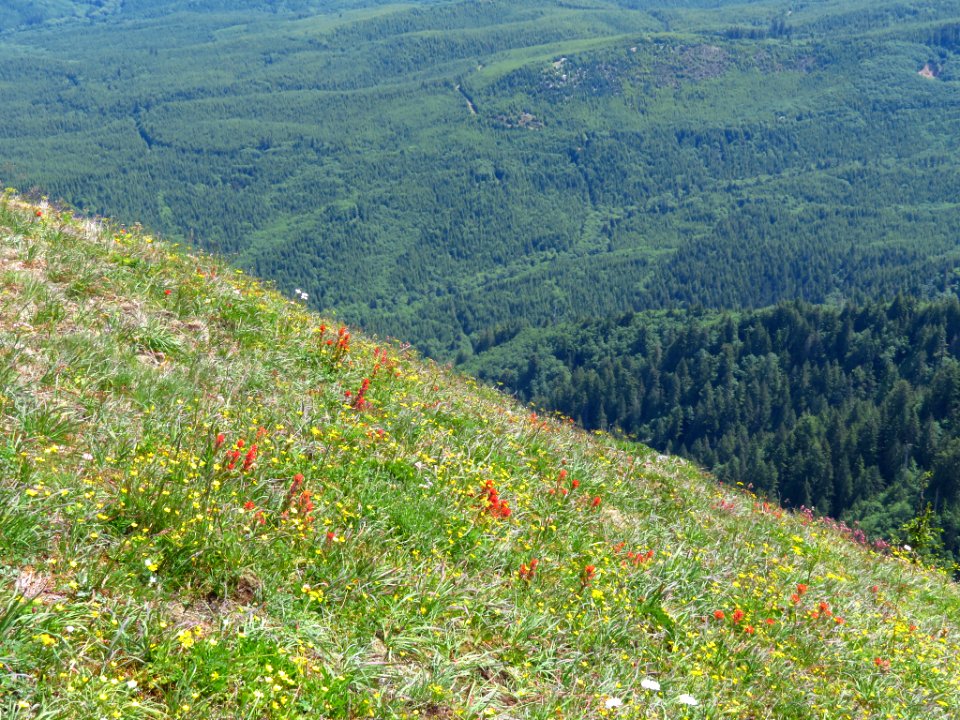 Saddle Mountain Trail in OR